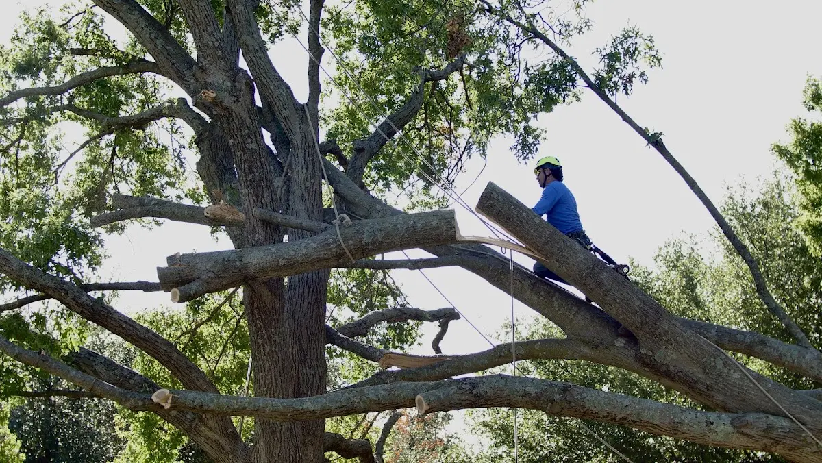 Professional Crown Thinning performed by certified arborists in Peak