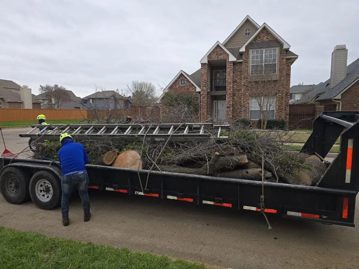 Expert Tree Removal with proper safety equipment in Peak